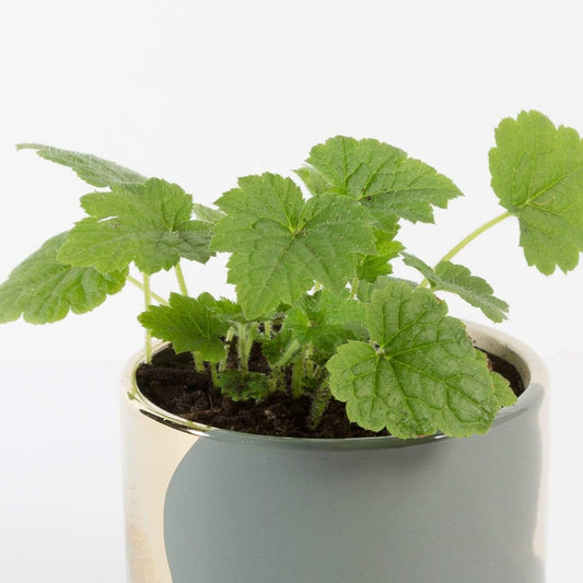 Cascade Plant 4" in nursery pot Tolmiea 'Piggyback' Plant