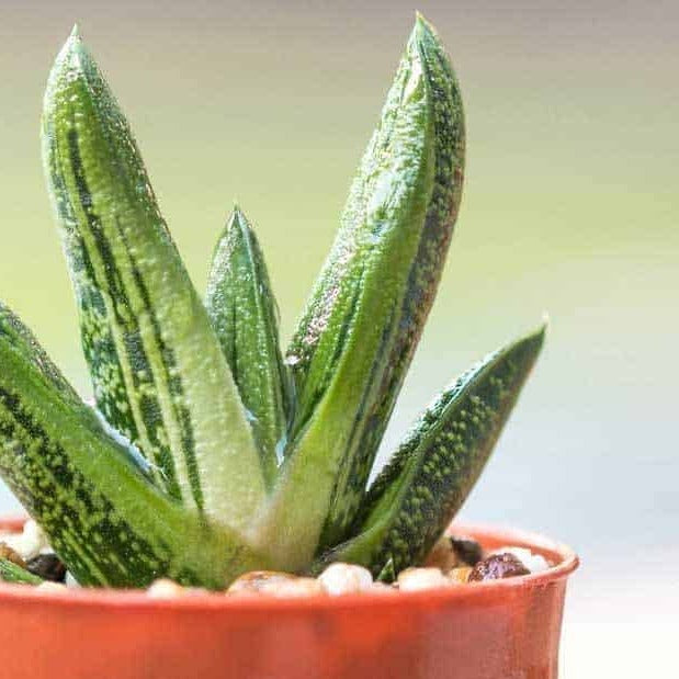 Gasteria 'Lawyer's Tongue' - Urban Sprouts