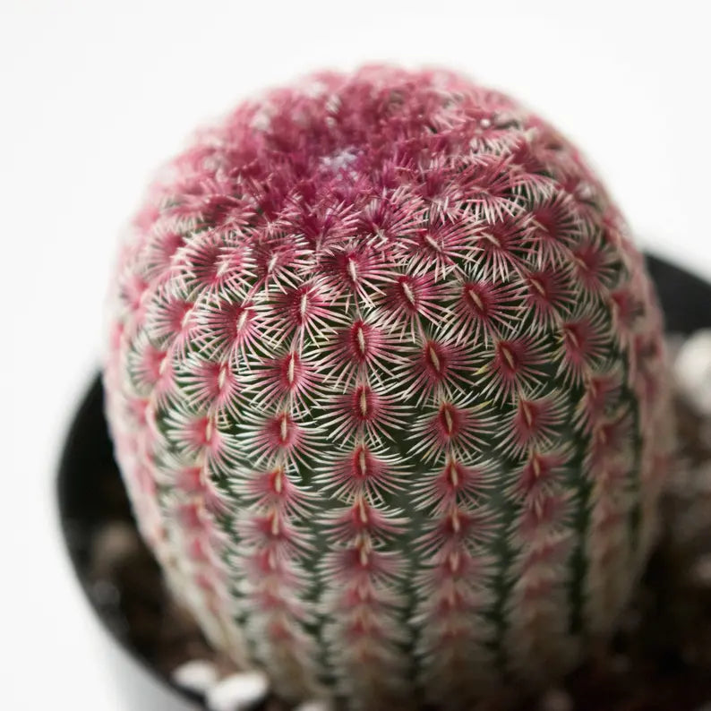 Cactus 'Rainbow Hedgehog' - Urban Sprouts