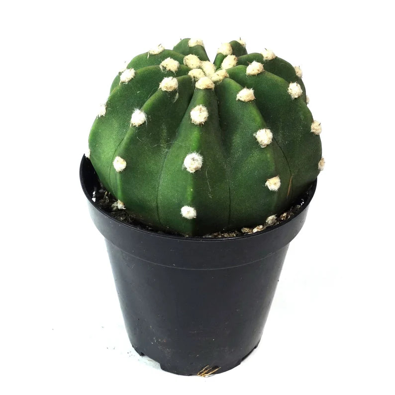 Cactus 'Domino' - Urban Sprouts