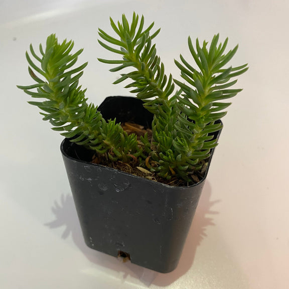 Mountain Crest Plant 2" in nursery pot Succulent 'Sedum - Angelina'