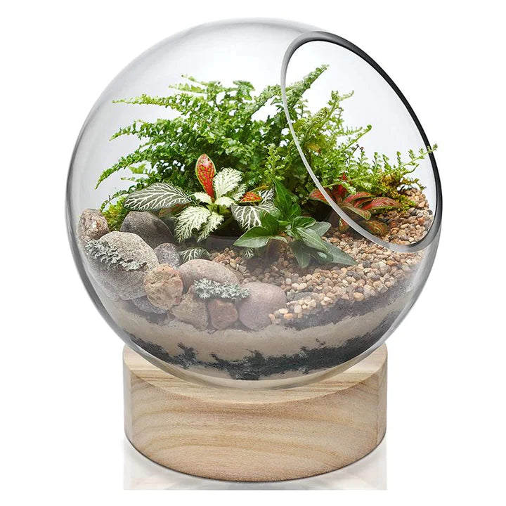 Glass Dome Terrarium - Urban Sprouts