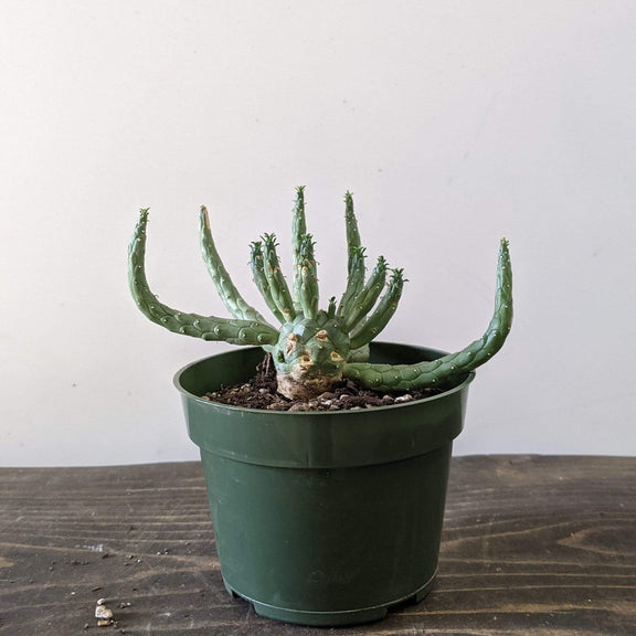 Urban Sprouts 4" in nursery pot Cactus 'Medusa's Head'