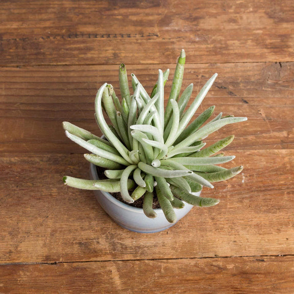 Succulent 'Silver Spider' - Urban Sprouts