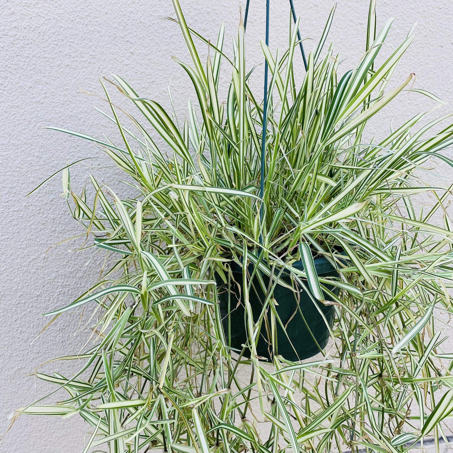 Urban Sprouts 8" in nursery pot Forest Grass 'Golden Japanese'