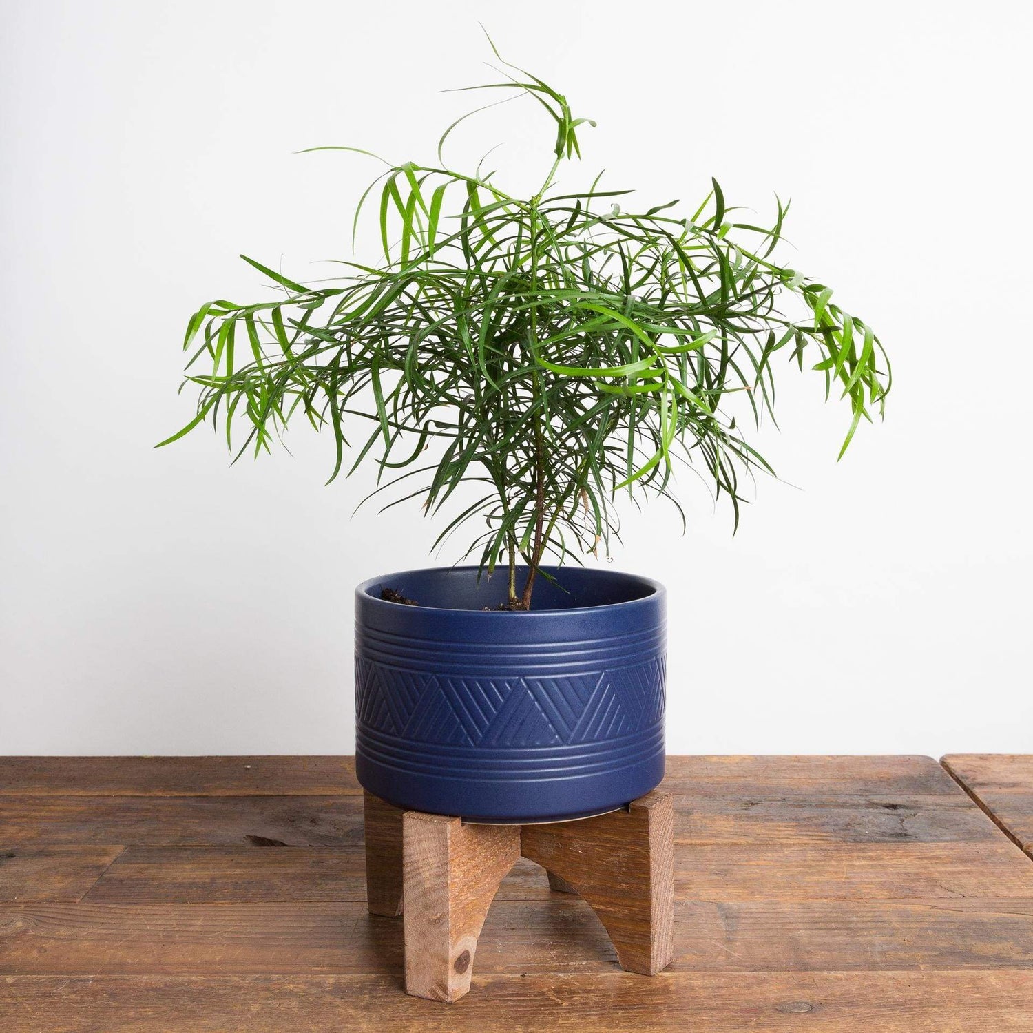 Pine 'Fern' - Urban Sprouts