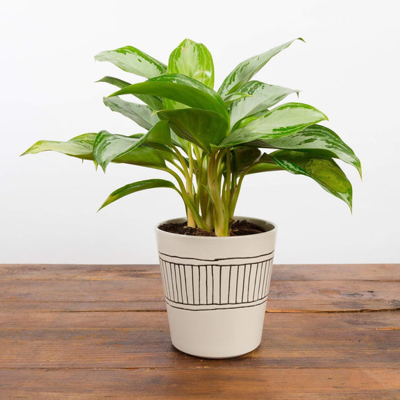 Chinese Evergreen 'Emerald Bay' - Urban Sprouts