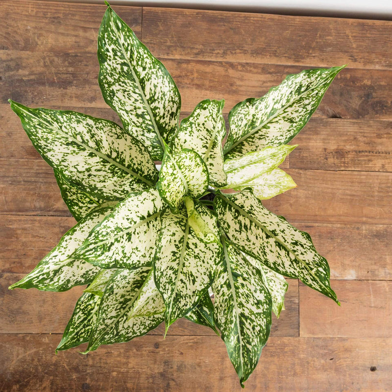 Chinese Evergreen 'First Diamond' - Urban Sprouts