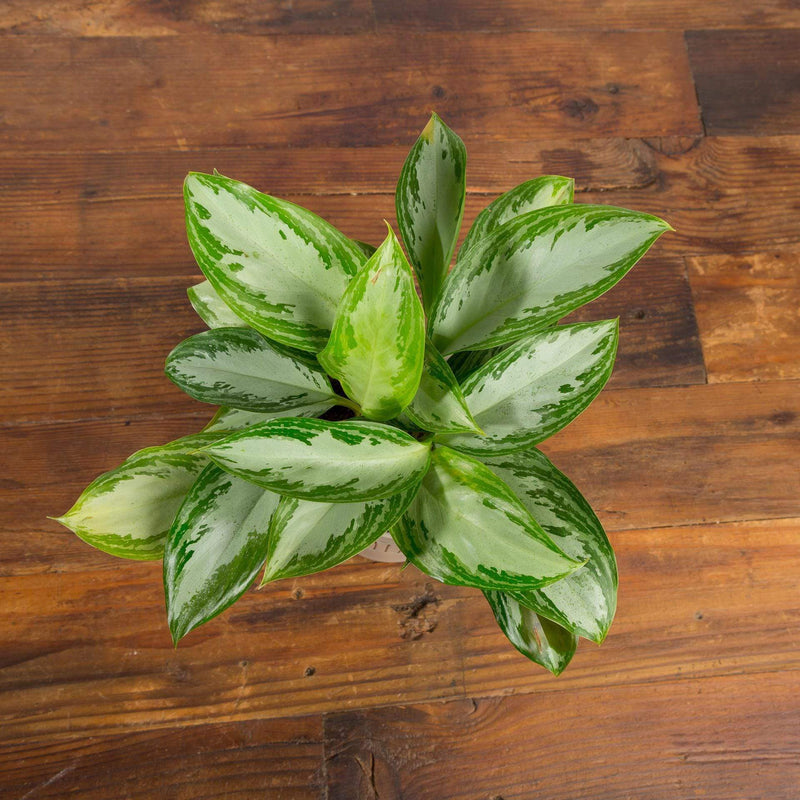 Chinese Evergreen 'Emerald Bay' - Urban Sprouts