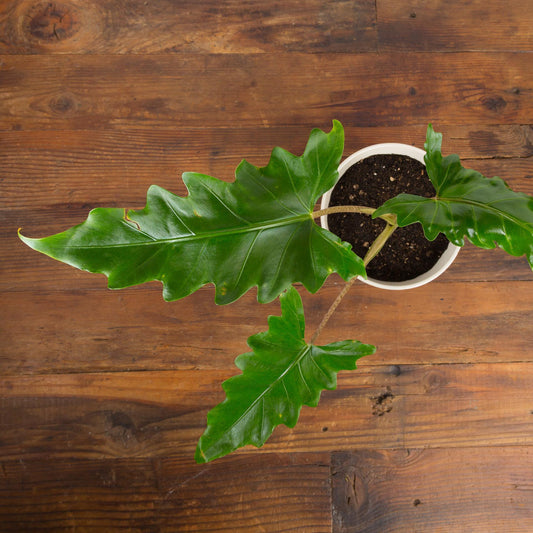 Elephant Ear 'Boa' - Urban Sprouts