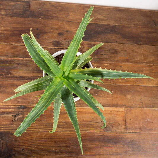 Aloe 'Candelabra' - Urban Sprouts