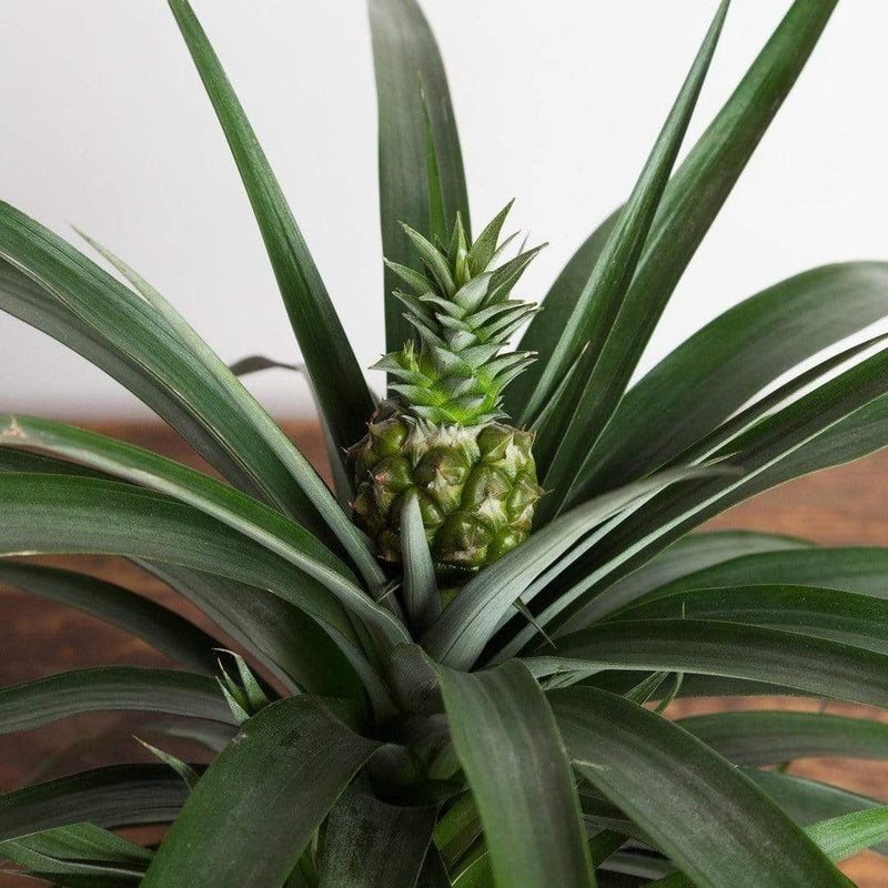 Bromeliad 'Pineapple' - Urban Sprouts