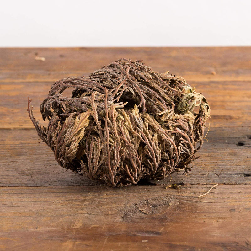 Rose Of Jericho - Urban Sprouts