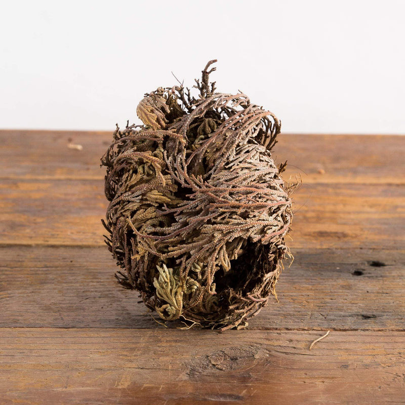 Rose Of Jericho - Urban Sprouts