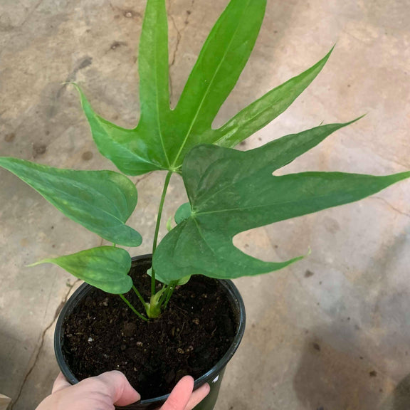 Flamingo Flower 'Fingers' 6" - Urban Sprouts