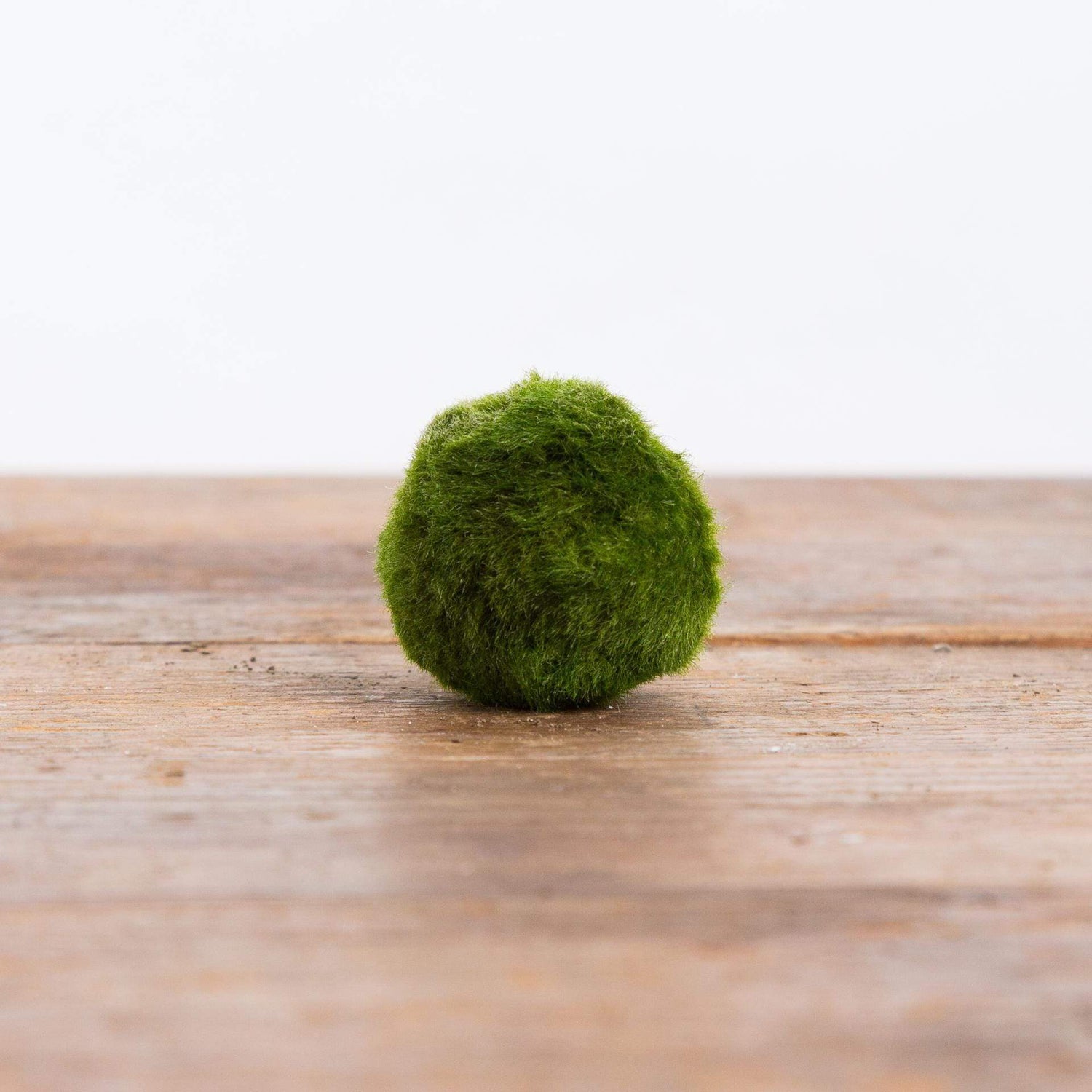 Marimo - Urban Sprouts