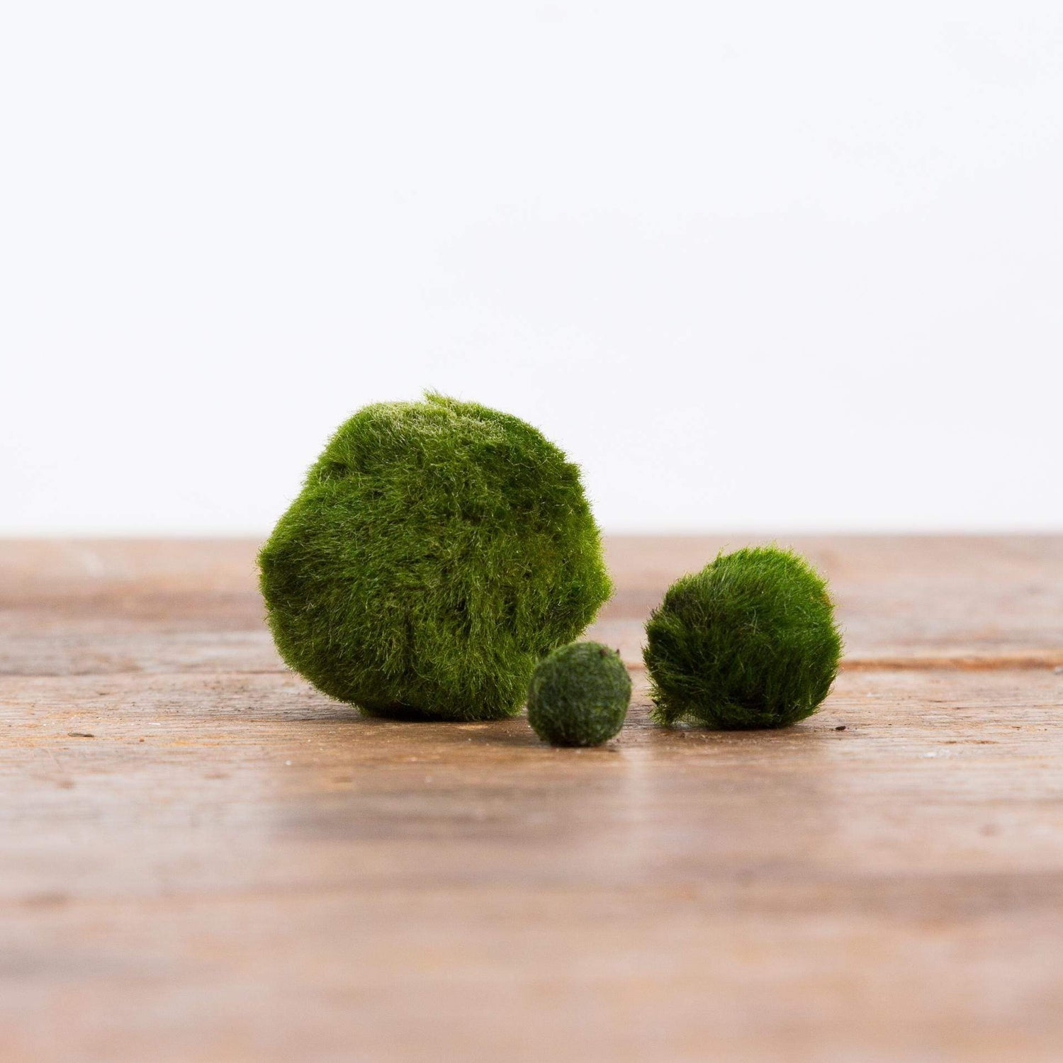 Marimo - Urban Sprouts