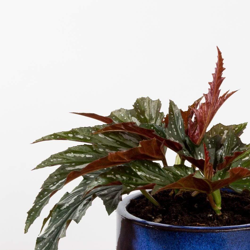Begonia 'Dotsy' - Urban Sprouts