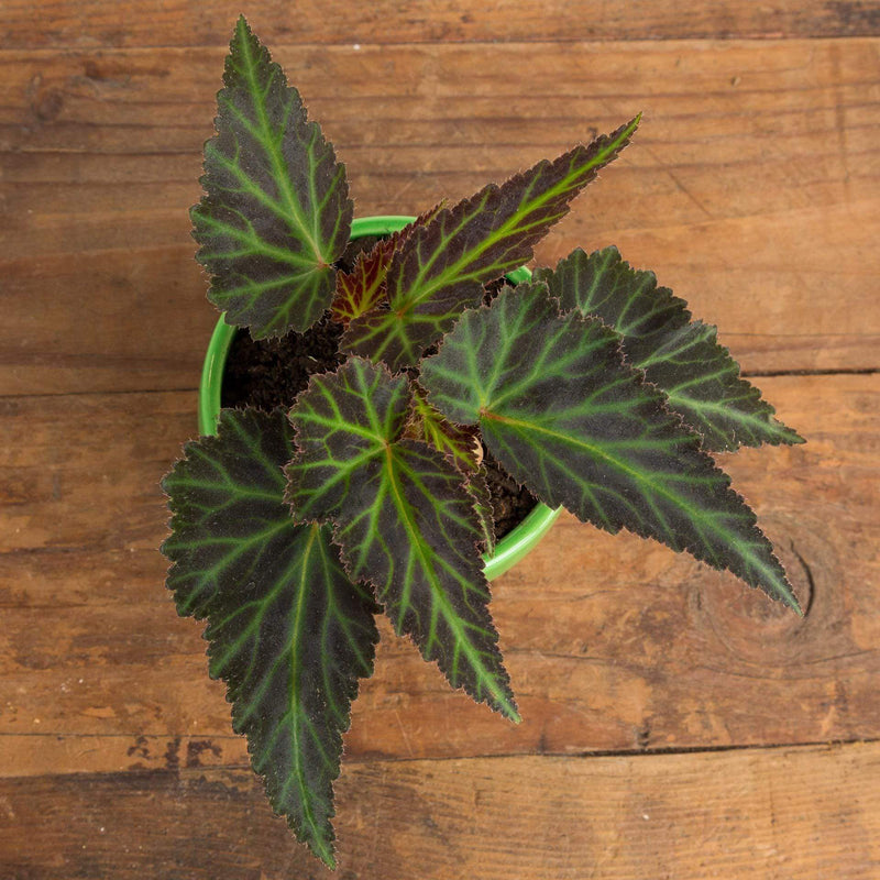 Begonia 'First Kiss' - Urban Sprouts
