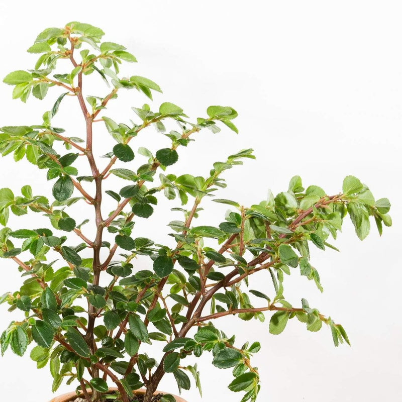 Begonia 'Foliosa' - Urban Sprouts