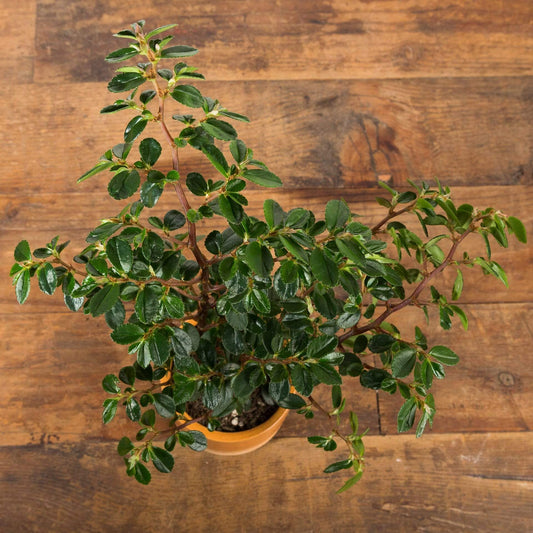Begonia 'Foliosa' - Urban Sprouts