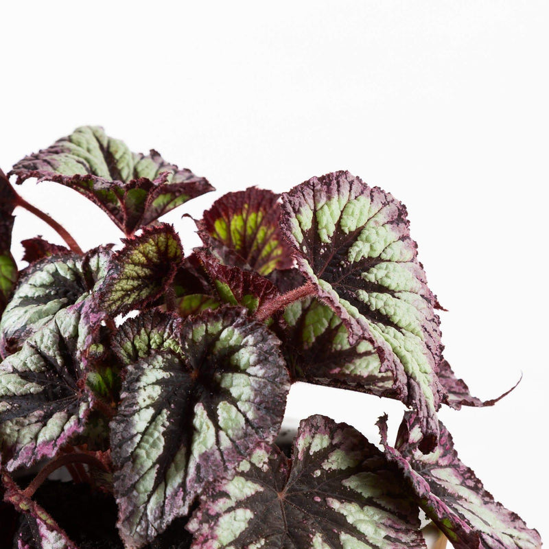 Begonia 'Her Majesty' - Urban Sprouts