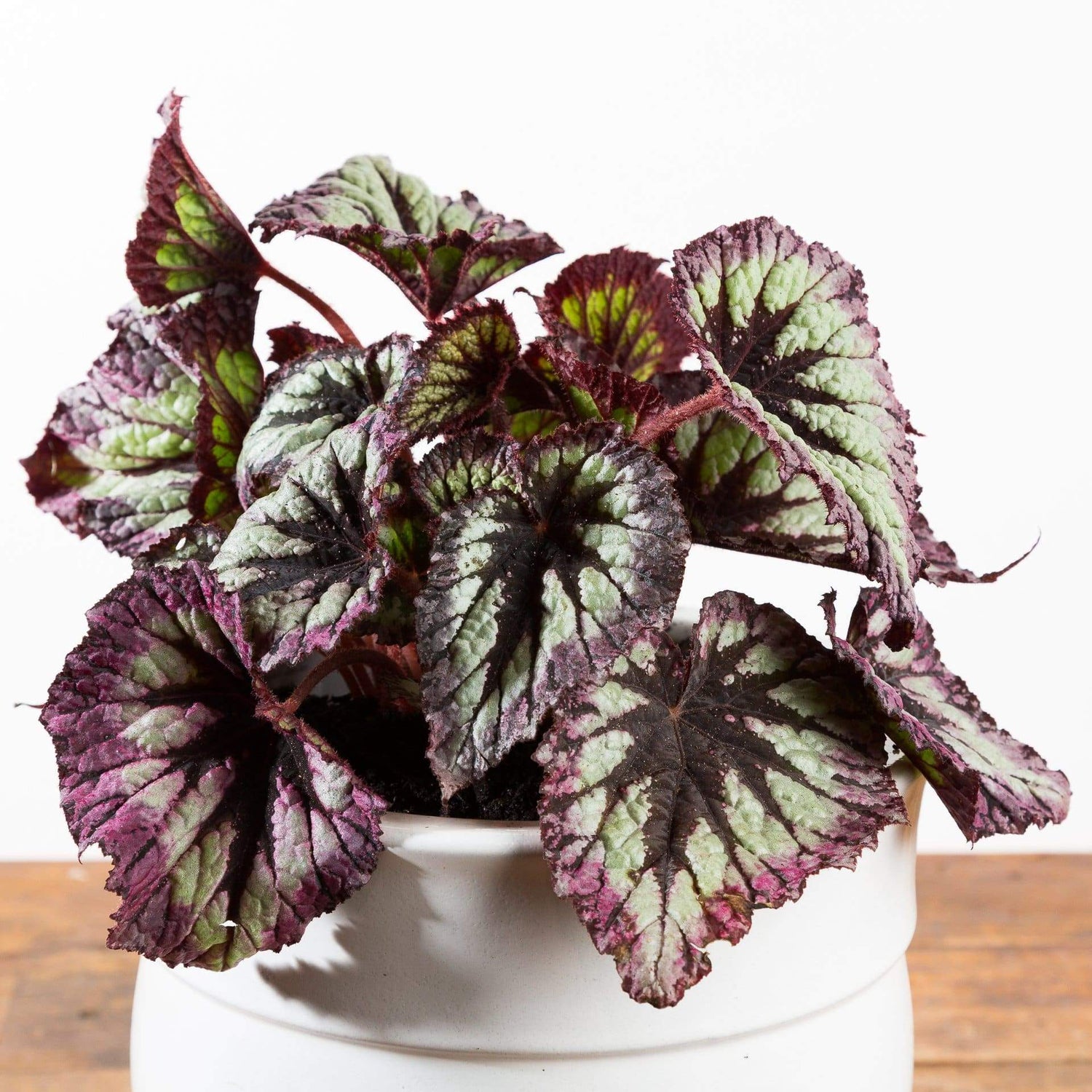 Begonia 'Her Majesty' - Urban Sprouts