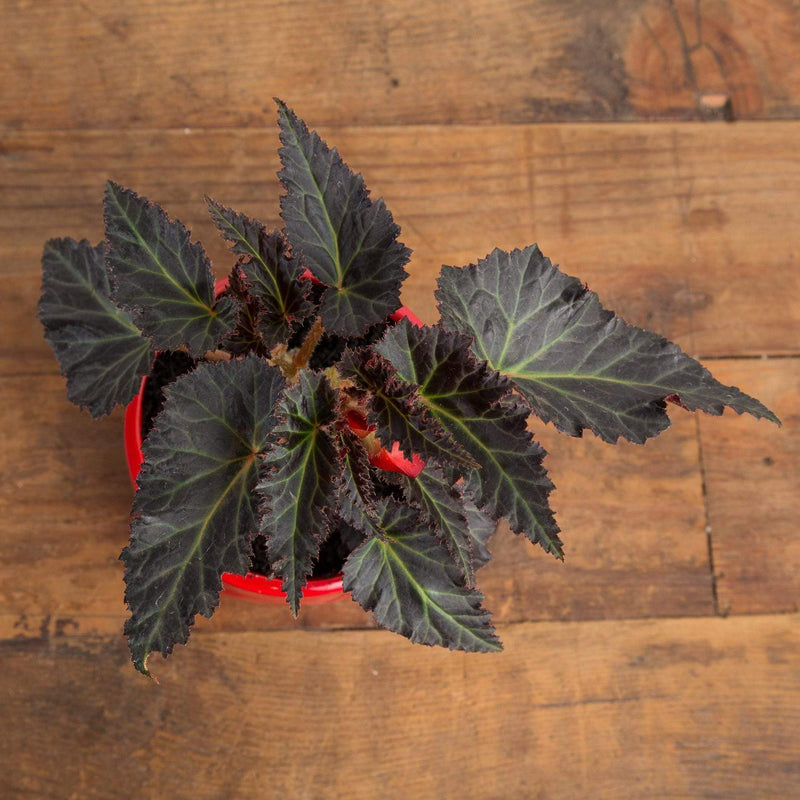 Begonia 'Unbelievable Red' - Urban Sprouts