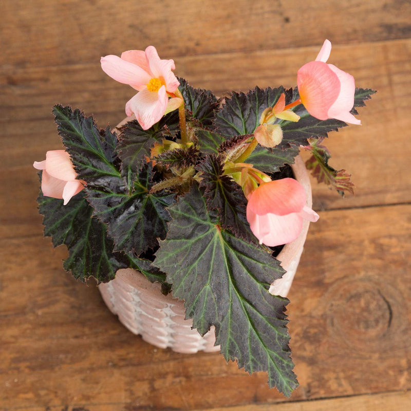 Begonia 'Unstoppable Upright Salmon' - Urban Sprouts