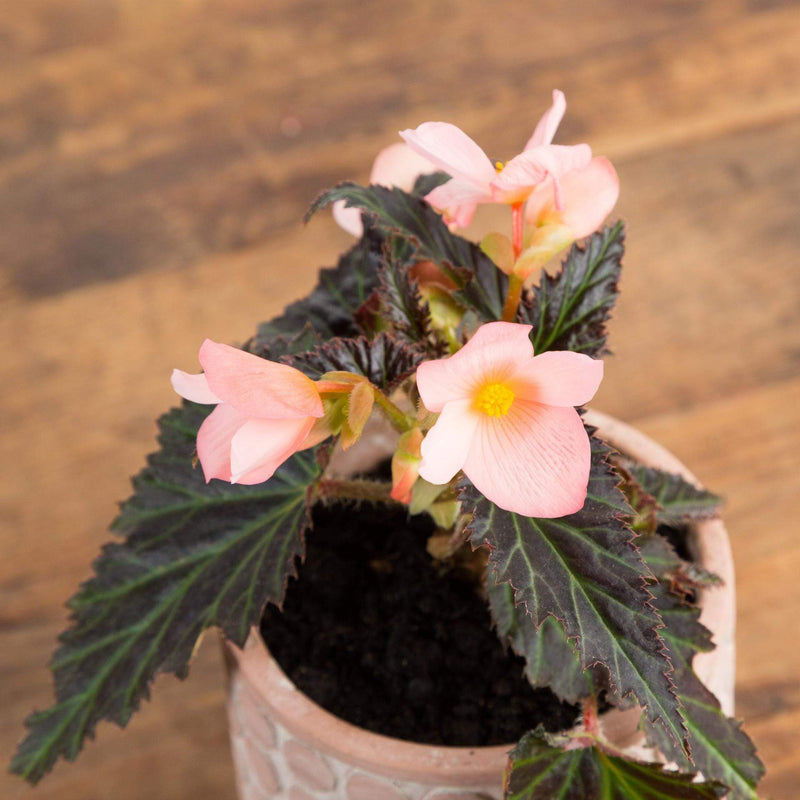 Begonia 'Unstoppable Upright Salmon' - Urban Sprouts