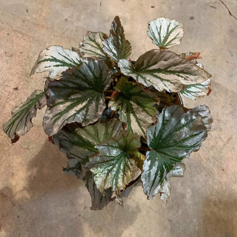 Begonia 'Looking Glass' - Urban Sprouts