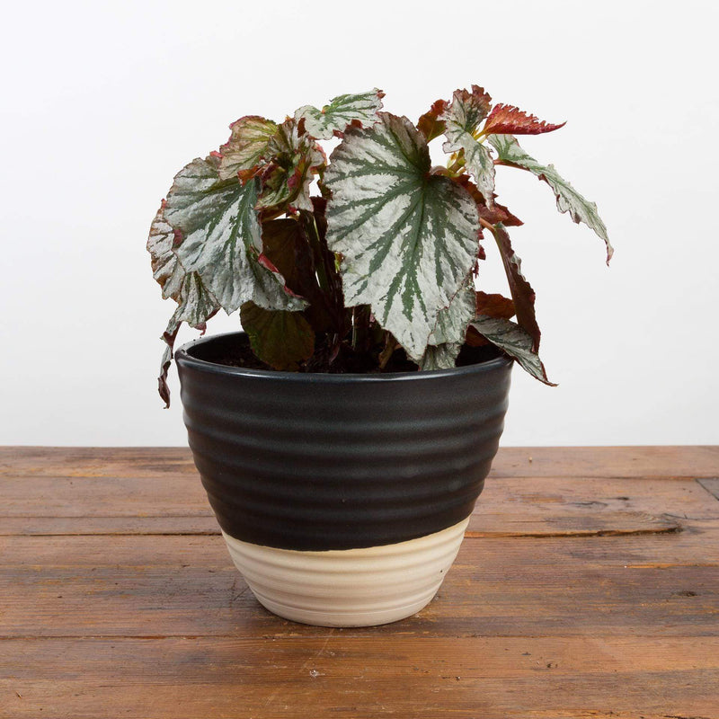 Begonia 'Looking Glass' - Urban Sprouts