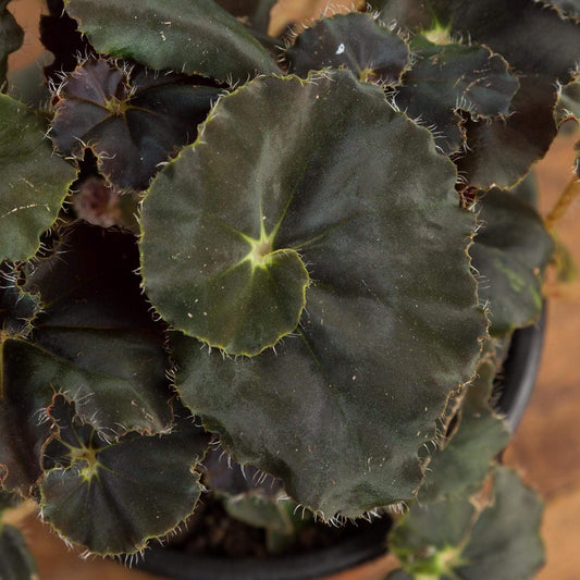 Begonia 'Mo Reese' - Urban Sprouts