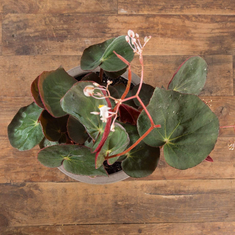 Begonia 'Acetosa' - Urban Sprouts