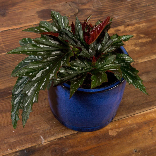 Begonia 'Dotsy' - Urban Sprouts