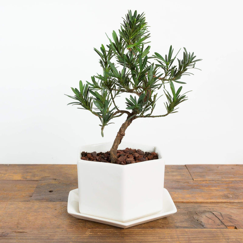 Bonsai 'Buddhist Pine' - Urban Sprouts