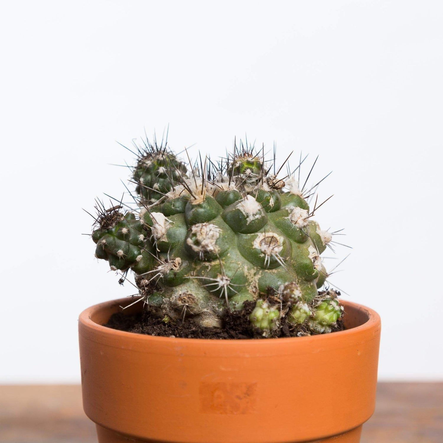 Cactus 'Lizard Skin' - Urban Sprouts