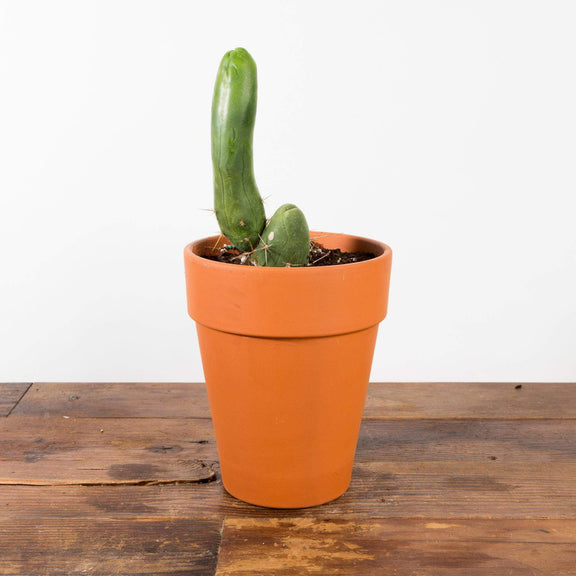 Cactus 'Penis' - Urban Sprouts