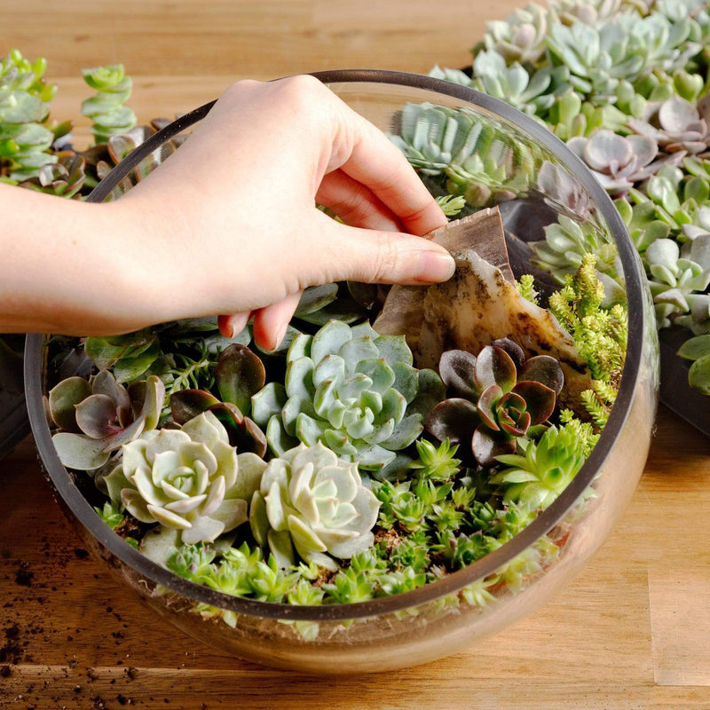 Urban Sprouts Class Beginner Terrarium Workshop TEMPLATE