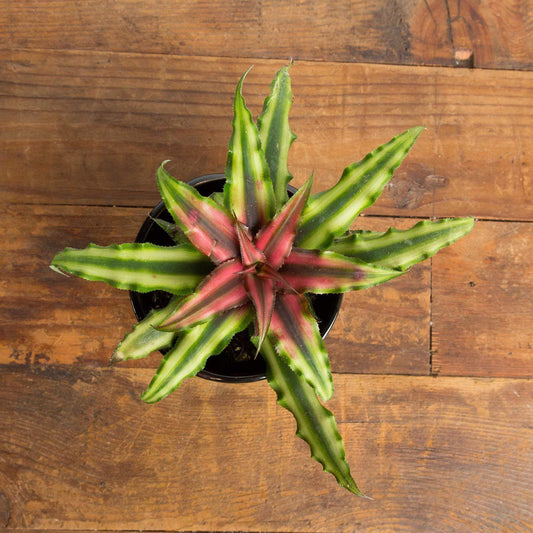 Earth Star 'Crimson Star' - Urban Sprouts