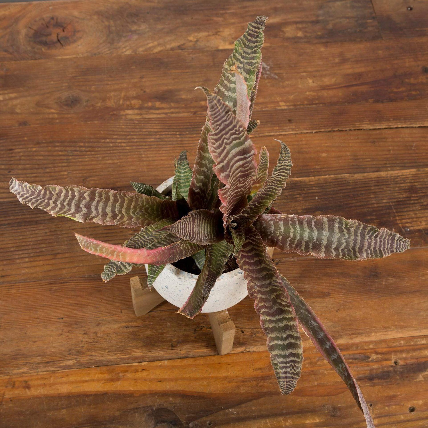 Earth Star 'Elaine' - Urban Sprouts