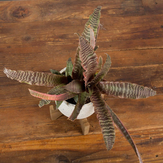 Earth Star 'Elaine' - Urban Sprouts