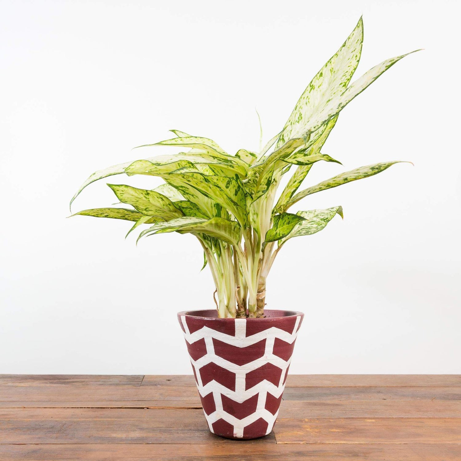 Dumb Cane 'Star Bright' - Urban Sprouts