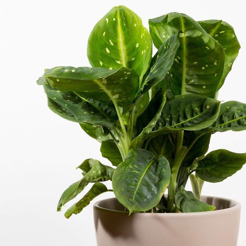 Dumb Cane 'Reflector' - Urban Sprouts