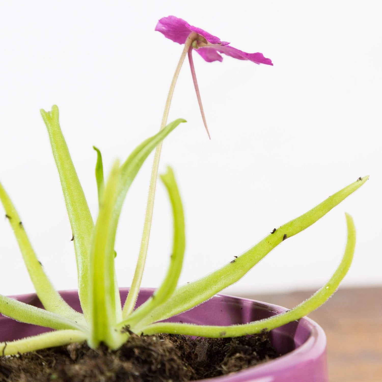 Carnivorous 'Octopus Plant' - Urban Sprouts