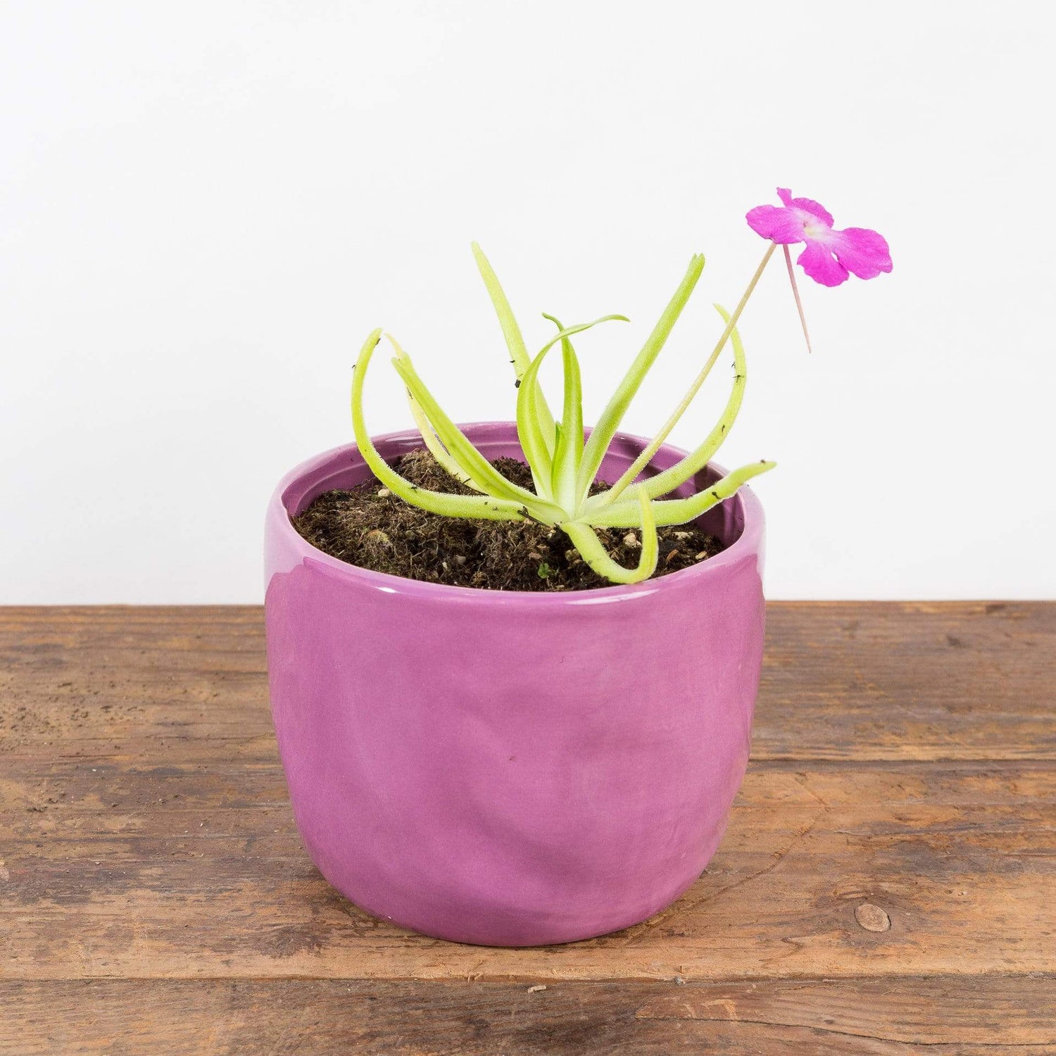 Carnivorous 'Octopus Plant' - Urban Sprouts