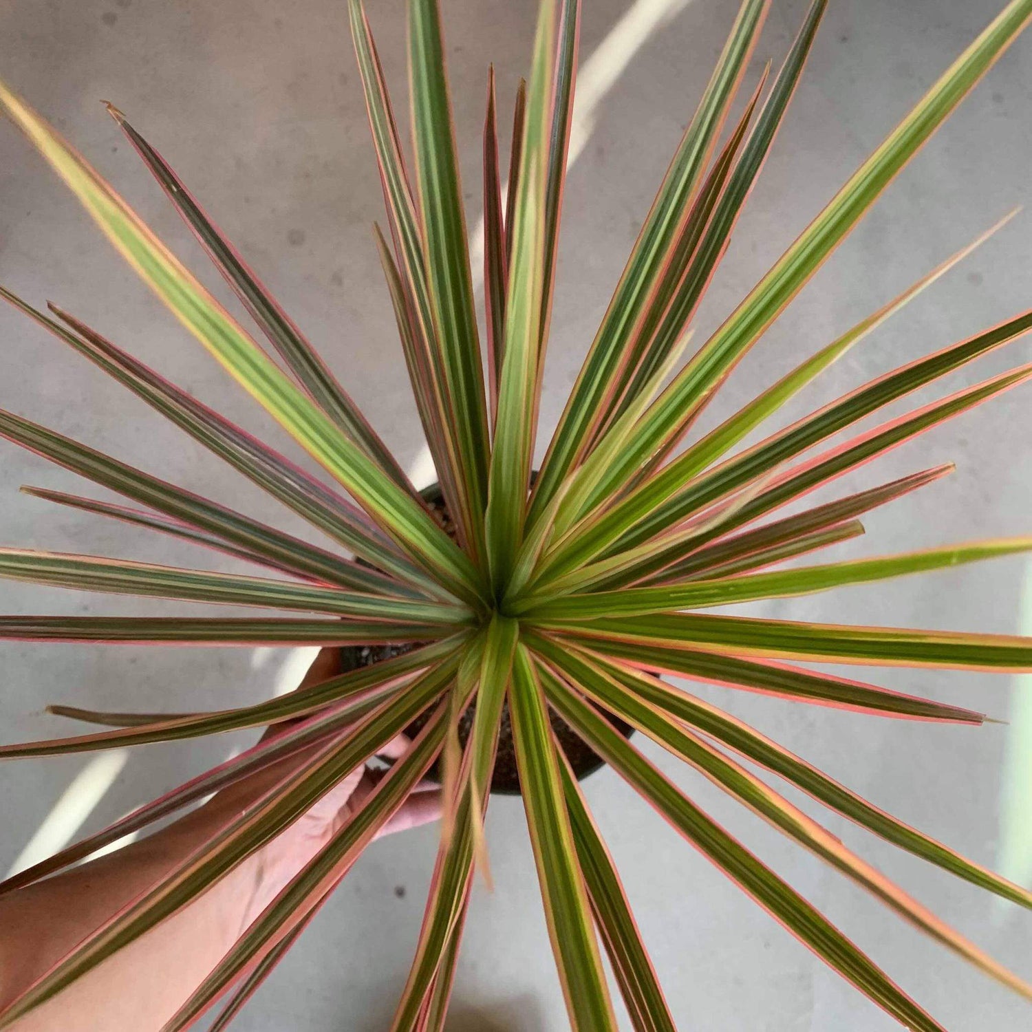 Dragon Tree 'Pink' - Urban Sprouts