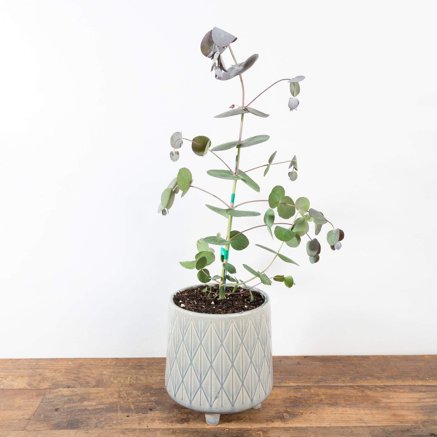 Eucalyptus 'Baby Blue' - Urban Sprouts