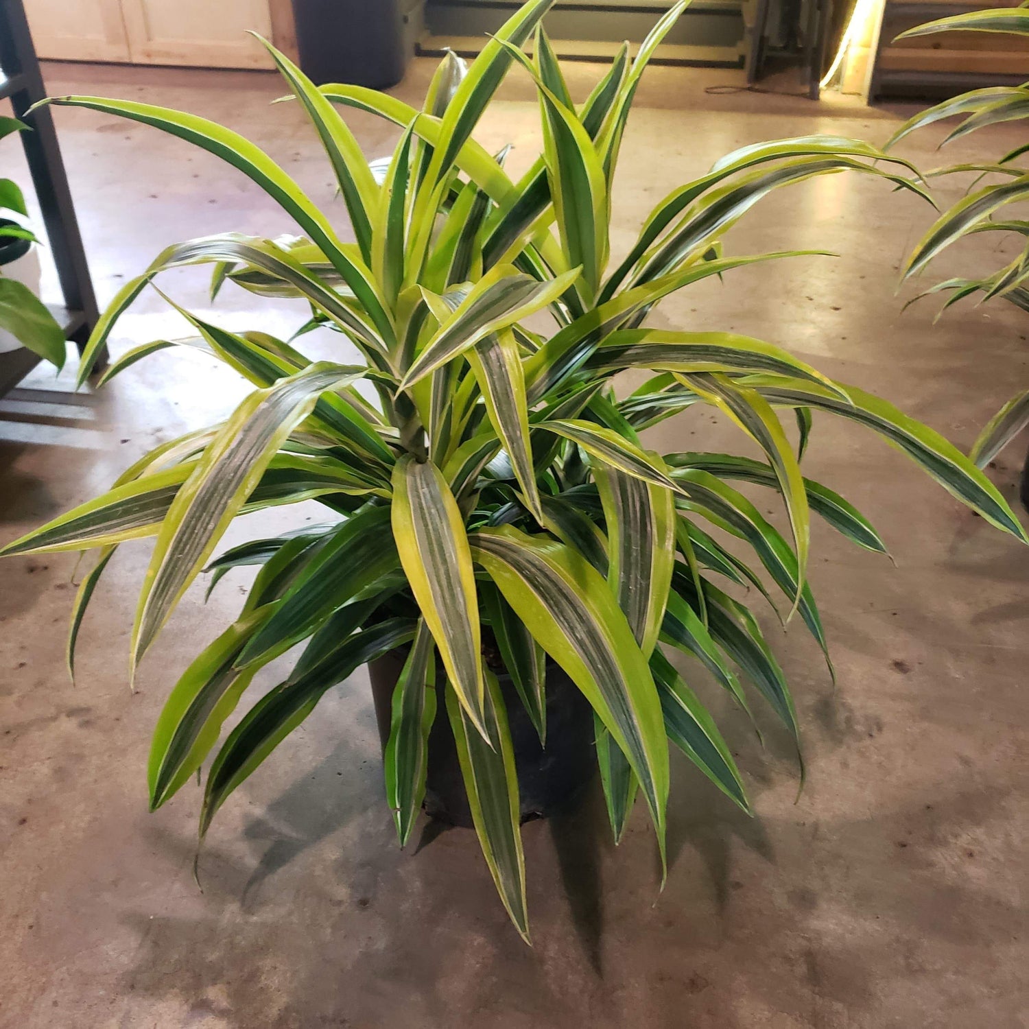 Urban Sprouts Floor Plant 10" in nursery pot Dragon Tree 'Lemon Lime' Floor Plant