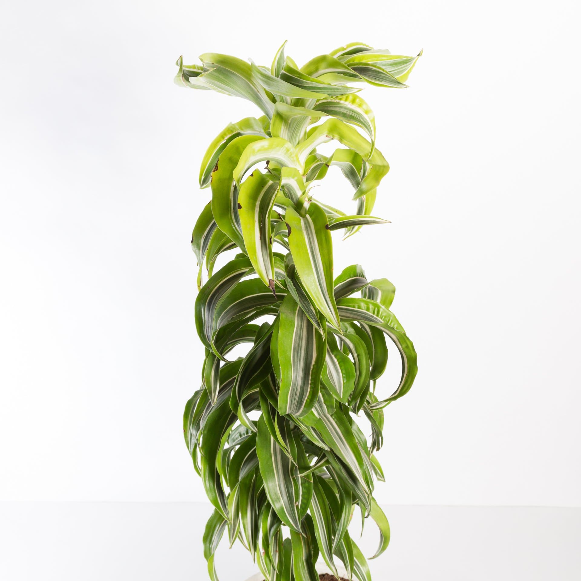Urban Sprouts Floor Plant 10" in nursery pot Dragon Tree 'Lemon Surprise' Floor Plant